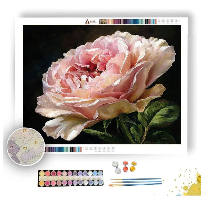CABBAGE ROSE - Paint by Numbers Full Kit