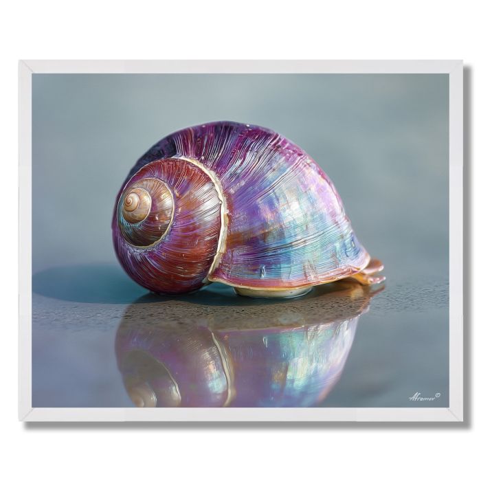 RAINBOW SHELL - FRAMED