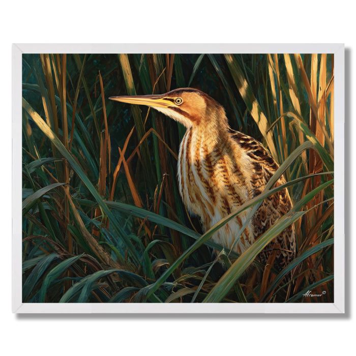 SUNREED BITTERN - FRAMED