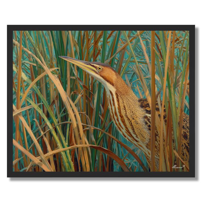 MARSHREED BITTERN - FRAMED