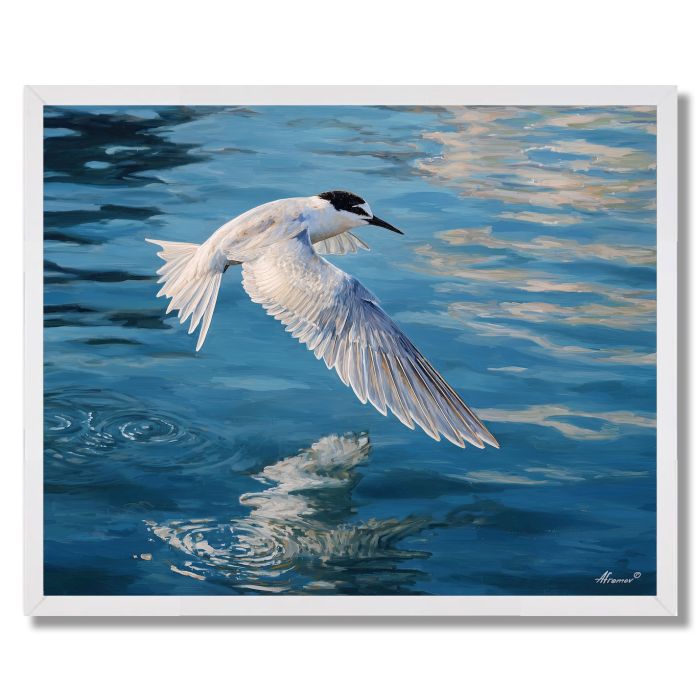 GLASSHARBOR TERN - FRAMED