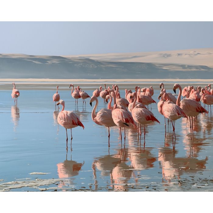 Paracas painting, Peru flamingo art, coastal wildlife decor, oil painting, Peruvian nature art, South America bird painting, desert coast landscape, flamingo wall art, Peru travel decor, wetland painting