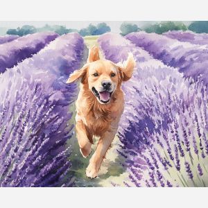 LAVENDER FIELD DREAM