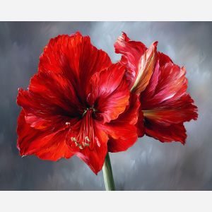 AMARYLLIS GLOW