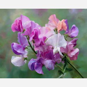 SWEET PEA PERFUME