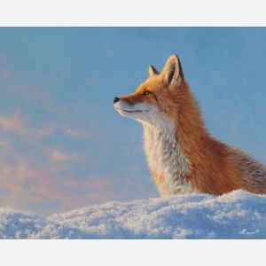 FOX IN SNOWLIGHT