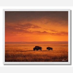 BISON AT SUNSET - FRAMED