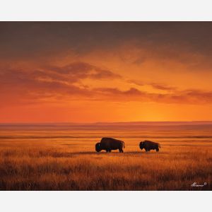 BISON AT SUNSET