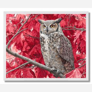 OWL IN THE MAPLES - FRAMED