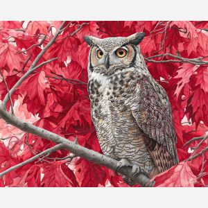 OWL IN THE MAPLES