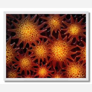 PAINTED POLLEN - FRAMED