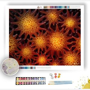 PAINTED POLLEN - Paint by Numbers Full Kit