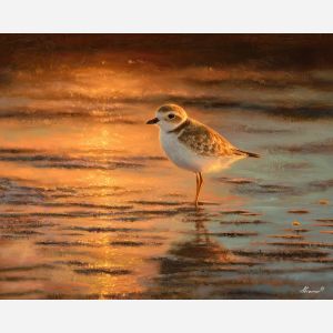 plover,shorebird,dusk beach,oil painting,wet sand,soft light,bird portrait,calm mood,nature scene