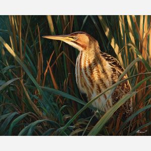 bittern,wetland bird,reeds camouflage,oil painting,nature scene,avian camouflage,soft sunlight,marsh bird,realistic wildlife,subtle tones,quiet moment,hidden bird,feather texture,peaceful setting