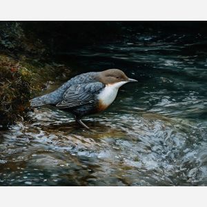 dipper bird,river rocks,flowing water,oil painting,bird by stream