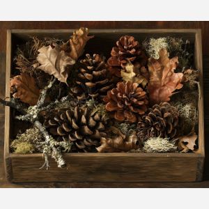 pinecone painting, fall still life, autumn nature art, seasonal oil painting, rustic wall decor, woodland still life, fall botanical art, autumn home decor, pinecone wall art, seasonal decor