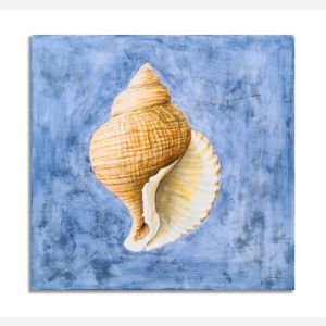 Deco Seashell Harmony