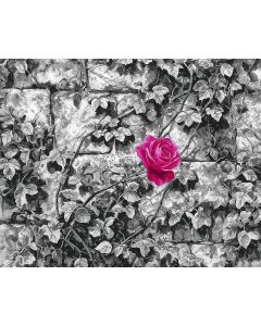 MAGENTA MURAL B&W