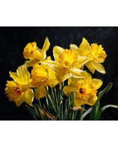 DAFFODIL DELIGHT