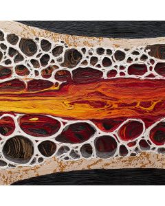 BONE AND MARROW