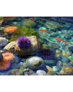 TIDE POOL LIFE