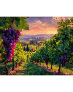 SUNRISE OVER VINEYARD