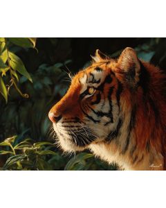 TIGER IN SUNLIGHT