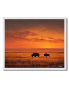BISON AT SUNSET - FRAMED