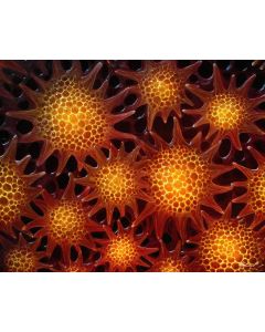 PAINTED POLLEN