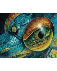 INSECT REFLECTION