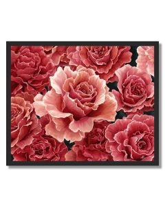 RADIANT ROSE - FRAMED