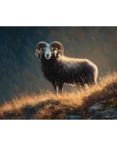 FROSTHORN RAM HIGHLANDS