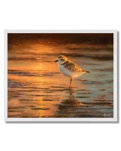 DUSKLAND PLOVER - FRAMED