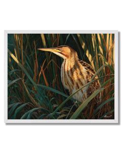 SUNREED BITTERN - FRAMED