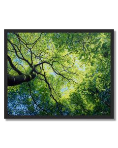 MORNING LIGHT CANOPY - FRAMED