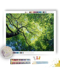 MORNING LIGHT CANOPY - Paint by Numbers Full Kit