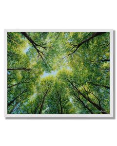CANOPY OF NEW LEAVES - FRAMED