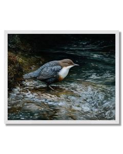 RIVERGLEAM DIPPERS - FRAMED