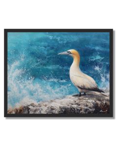 COASTLINE GANNET - FRAMED