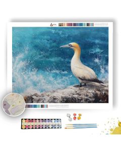COASTLINE GANNET - Paint by Numbers Full Kit