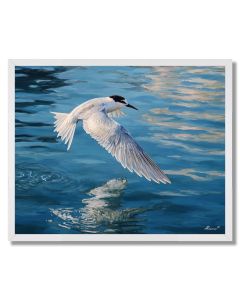 GLASSHARBOR TERN - FRAMED