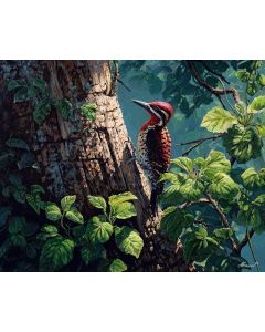 SHADEBANK WOODPECKER