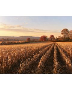 GOLDEN CORNFIELD