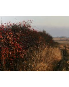 AUTUMN HEDGEROW