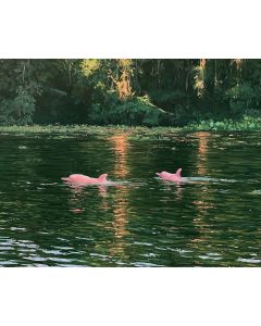 AMAZON PINK DOLPHINS