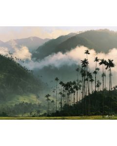 COCORO VALLEY PALMS