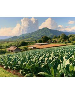 NAYARIT TOBACCO FIELDS