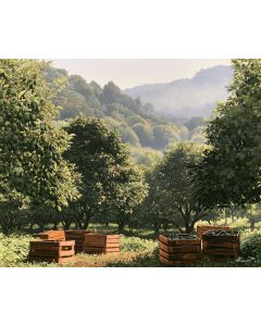 MICHOACAN AVOCADO GROVE