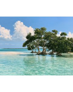 UTILA MANGROVE CAY