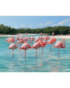 YUCATAN FLAMINGO LAGOON